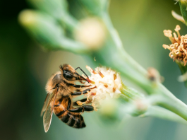 Lebah dan Madu: Keajaiban Ciptaan Allah