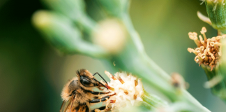 Lebah dan Madu: Keajaiban Ciptaan Allah