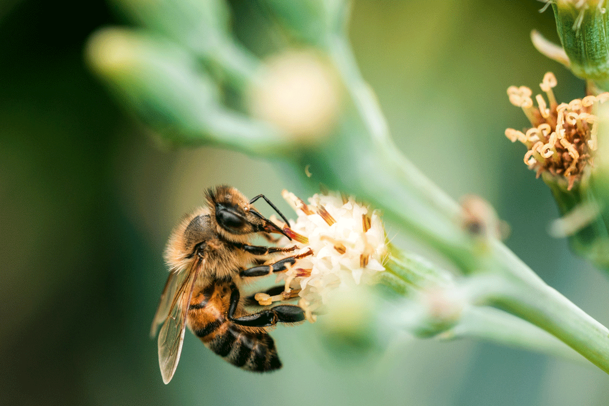 Lebah dan Madu: Keajaiban Ciptaan Allah - awal.my