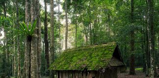 Siapakah Ikon Coconut School?