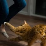 Adik! Jangan Sepak Kucing Tu!