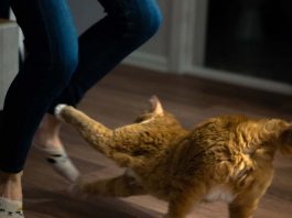 Adik! Jangan Sepak Kucing Tu!