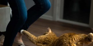 Adik! Jangan Sepak Kucing Tu!