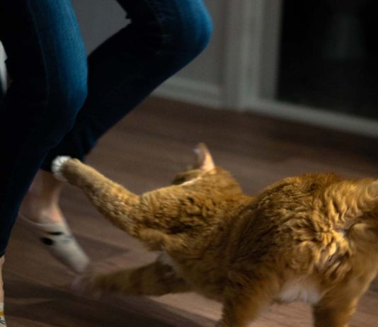 Adik! Jangan Sepak Kucing Tu!