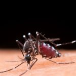 Covid Covid Juga, Denggi Jangan Dilupa