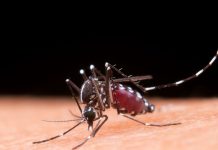 Covid Covid Juga, Denggi Jangan Dilupa