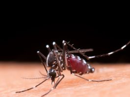 Covid Covid Juga, Denggi Jangan Dilupa