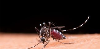 Covid Covid Juga, Denggi Jangan Dilupa