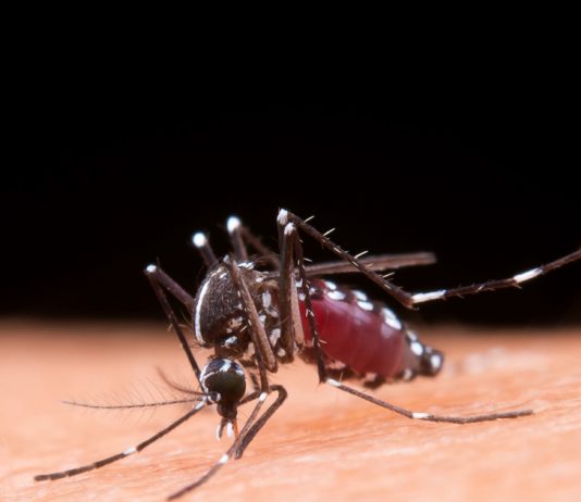 Covid Covid Juga, Denggi Jangan Dilupa